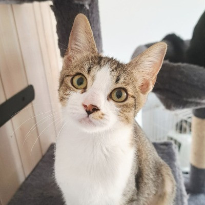 Millie